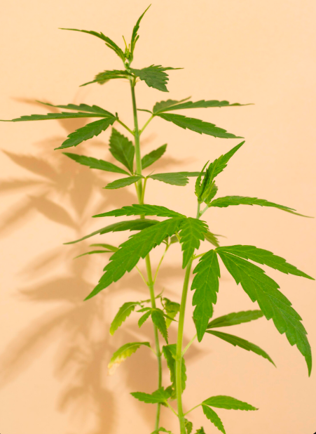 El Cannabis (marihuana)