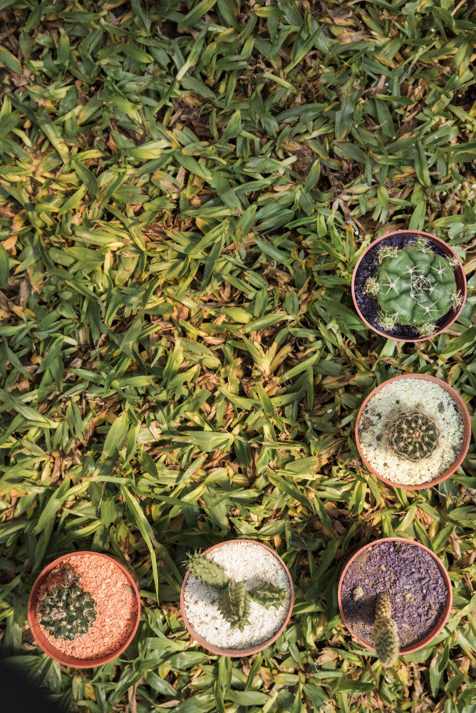 Qué es la ayahuasca: efectos y riesgos de esta droga natural