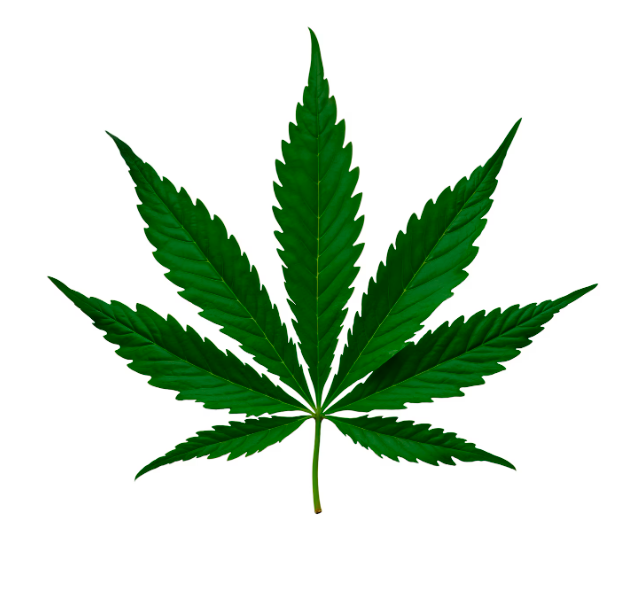 El Canabis (marihuana)