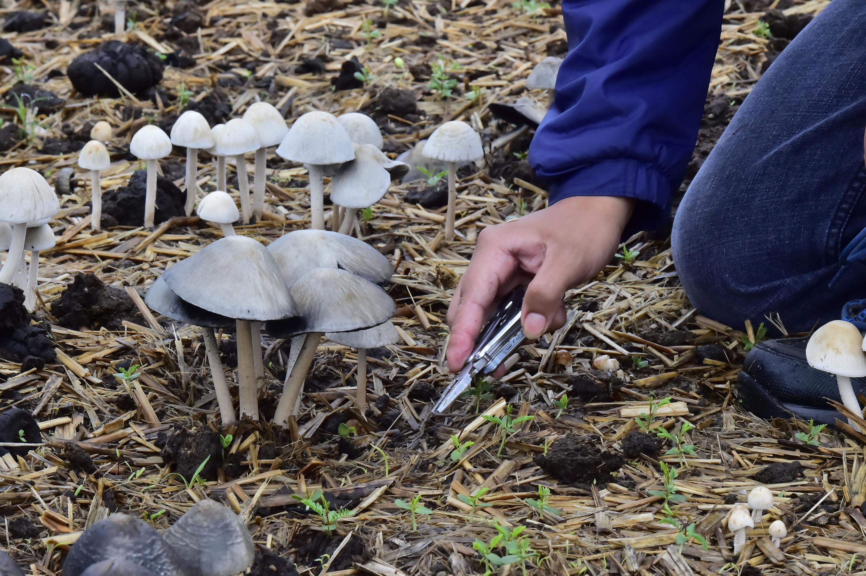 Hongos alucinógenos