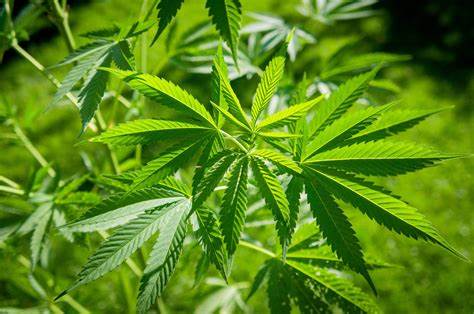 ¿Qué es la adicción a la marihuana? ¿Por qué la marihuana causa adicción?