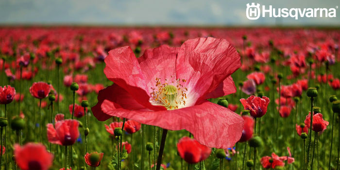 TODO LO QUE NECESITAS Y DEBES SABER SOBRE LA AMAPOLA