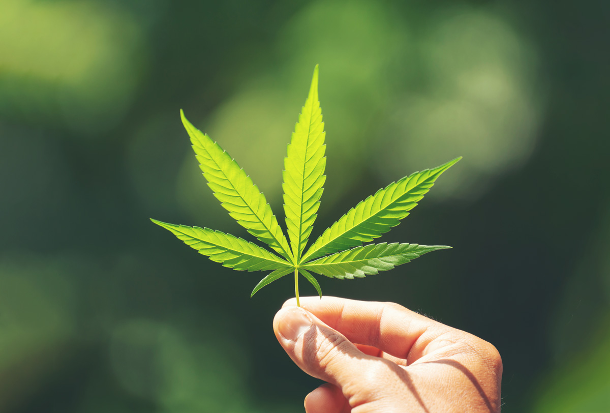 MARIHUANA COMESTIBLE, RIESGOS A LA SALUD.