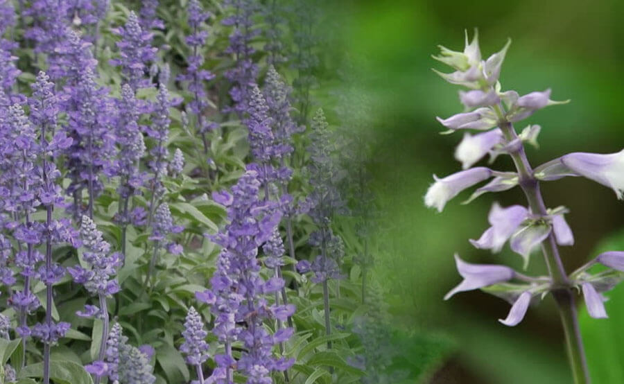 Salvia: Fitoquímica, farmacología y terapéutica