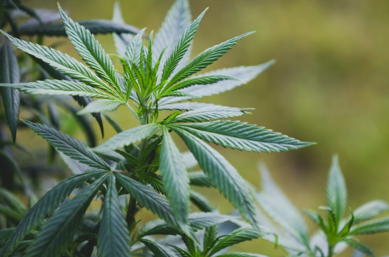 Un infierno sin medicación: el calvario de vivir con enfermedad mental en desabasto