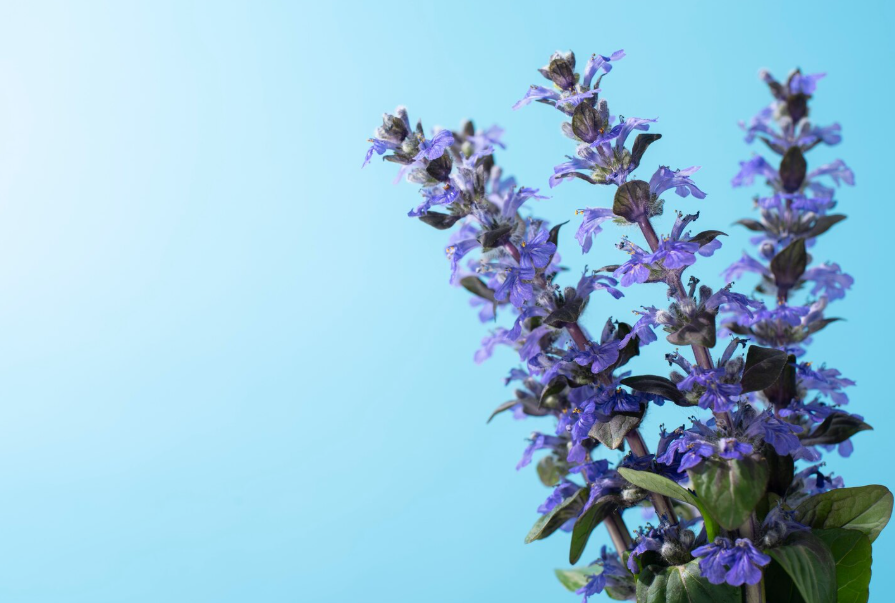 ¿Por qué es tan aterradora la salvia?