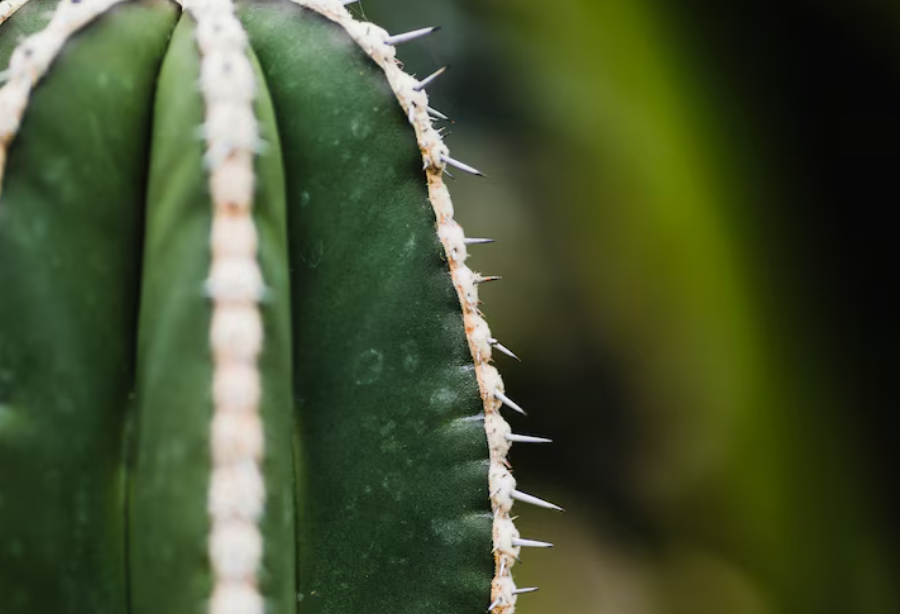 El peyote está en peligro de extinción (y todos deberíamos preocuparnos)