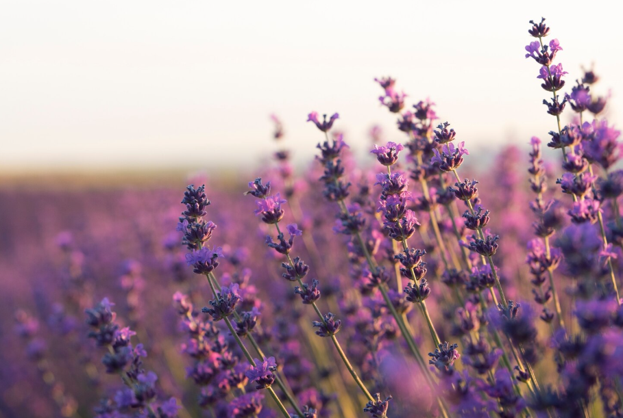 El olor de la lavanda tiene un efecto calmante similar al Valium