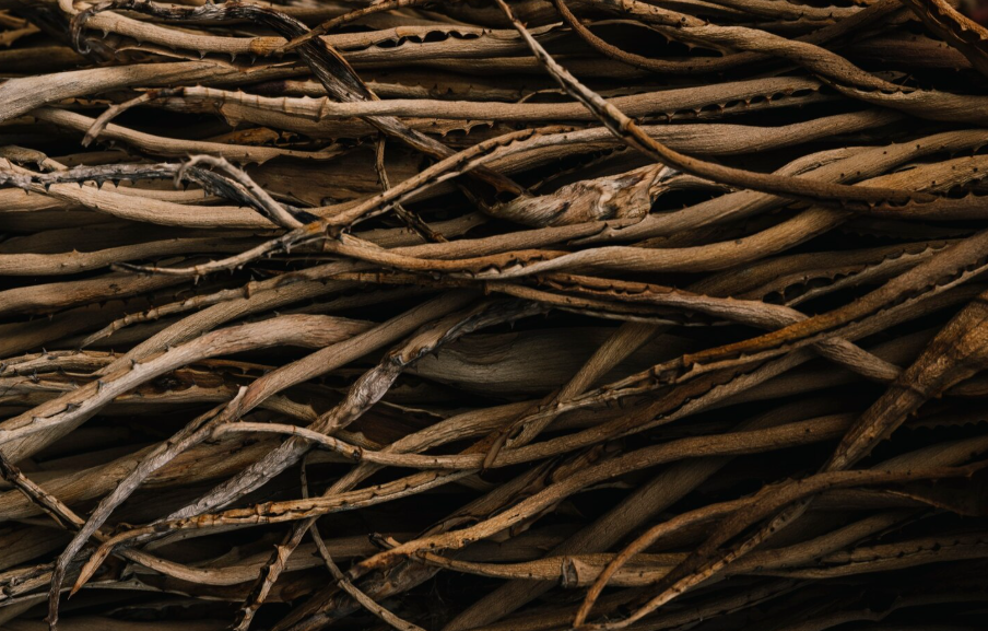 Cabañuelas | Ayahuasca, planta milenaria