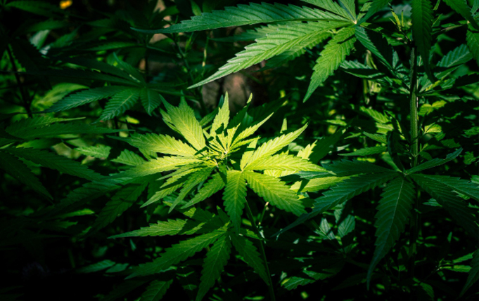 Indiferencia del regulador detonó mercado negro de cannabis.