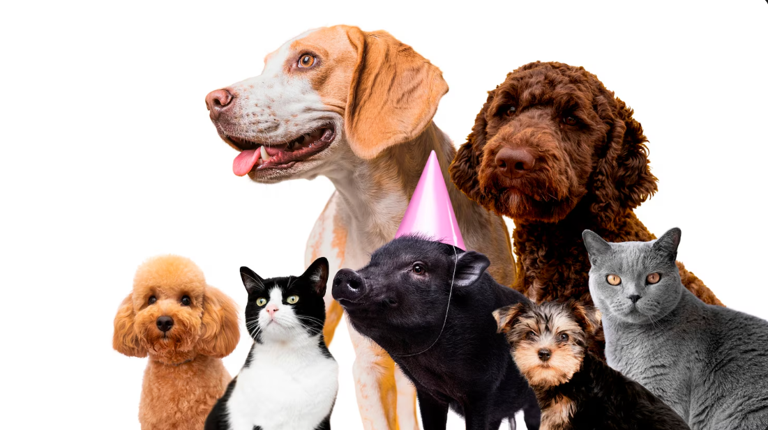 El sedante para animales que está siendo combinado con drogas ilegales: “Es realmente preocupante”