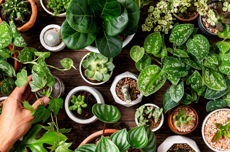 Expertos señalan que las plantas "gritan" cuando están en peligro o estrés