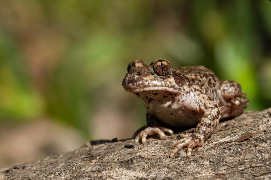 El secreto del veneno del sapo que vino de Sonora